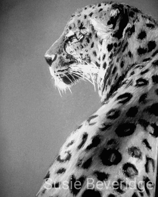 Leopard study