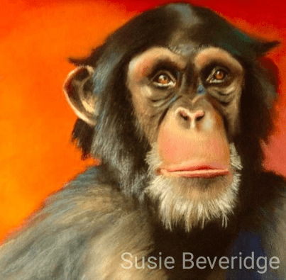 Chimp portrait