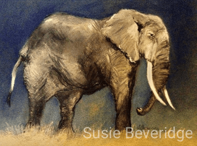 Elephant 