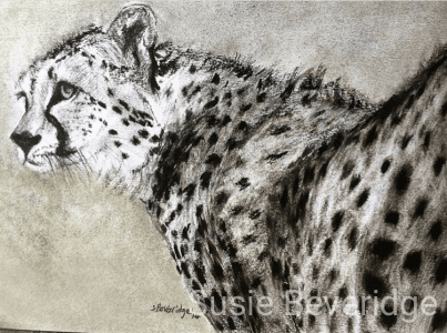 Cheetah charcoal sketch