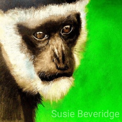 Colobus monkey 